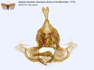 Aphelia (Aphelia) viburnana
