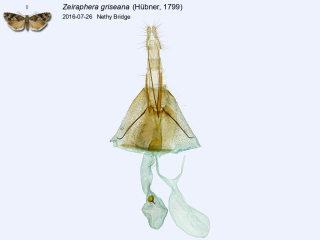 Zeiraphera griseana