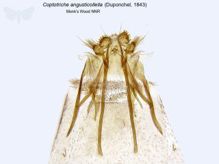 Coptotriche angusticollella