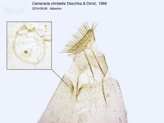 Cameraria ohridella