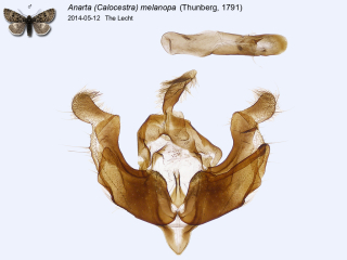 Anarta (Calocestra) melanopa