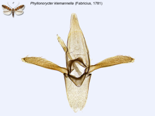 Phyllonorycter klemannella