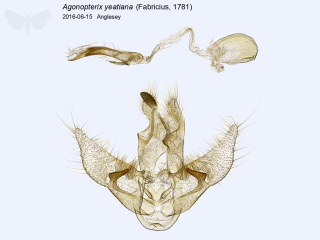 Agonopterix yeatiana