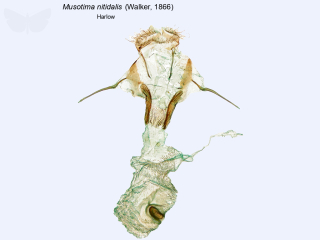 Musotima nitidalis