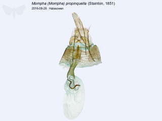 Mompha (Mompha) propinquella