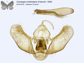 Colostygia multistrigaria