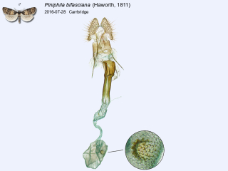 Piniphila bifasciana