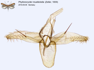 Phyllonorycter muelleriella