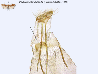 Phyllonorycter dubitella