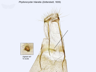 Phyllonorycter hilarella