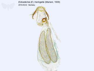 Ectoedemia (E.) heringella