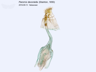 Parornix devoniella