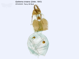Epiblema cirsiana