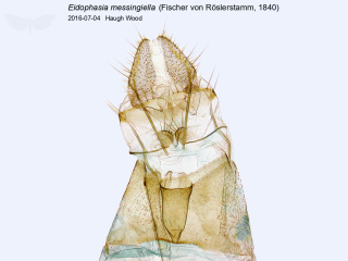 Eidophasia messingiella