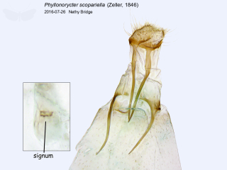 Phyllonorycter scopariella