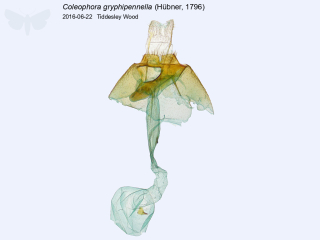 Coleophora gryphipennella