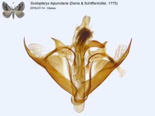 Scotopteryx bipunctaria
