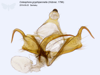 Coleophora gryphipennella