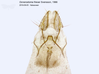 Ocnerostoma friesei