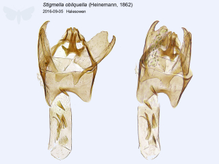Stigmella obliquella