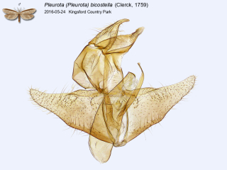 Pleurota (Pleurota) bicostella