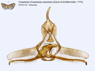 Cnephasia (Cnephasia) asseclana