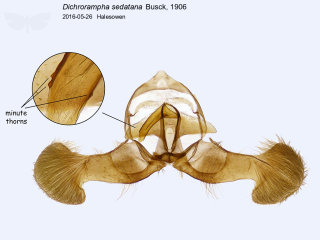 Dichrorampha sedatana