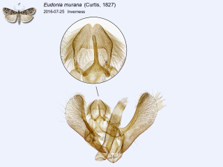Eudonia murana