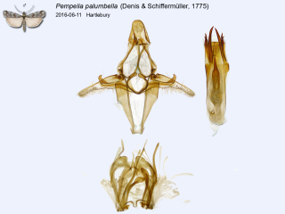 Pempelia palumbella