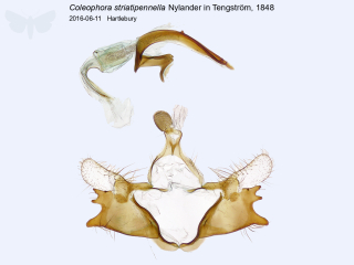 Coleophora striatipennella