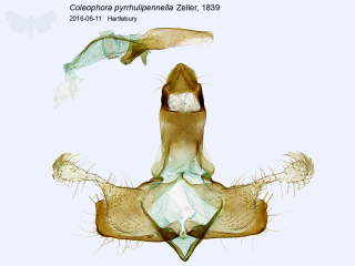 Coleophora pyrrhulipennella