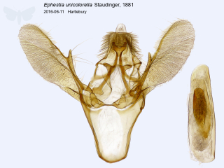 Ephestia unicolorella