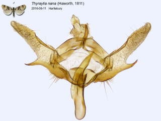 Thyraylia nana