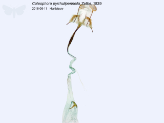 Coleophora pyrrhulipennella