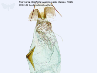 Epermenia (Calotripis) chaerophyllella