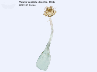 Parornix anglicella
