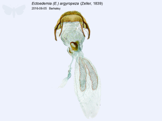 Ectoedemia (E.) argyropeza