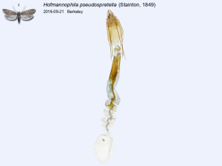 Hofmannophila pseudospretella
