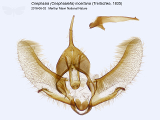 Cnephasia (Cnephasiella) incertana