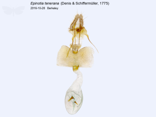 Epinotia tenerana