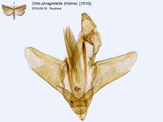 Chilo phragmitella