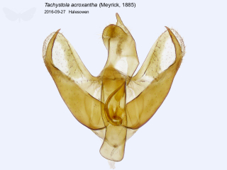 Tachystola acroxantha