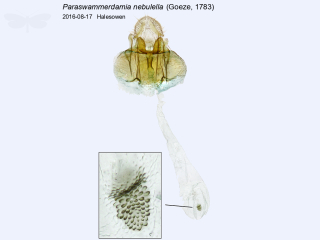 Paraswammerdamia nebulella