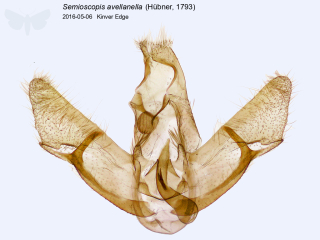 Semioscopis avellanella