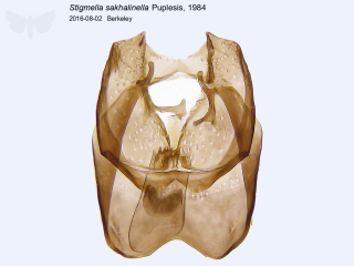 Stigmella sakhalinella