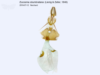 Eucosma obumbratana