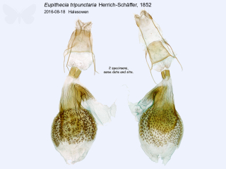 Eupithecia tripunctaria