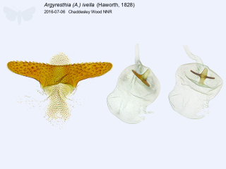 Argyresthia (A.) ivella
