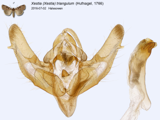 Xestia (Xestia) triangulum