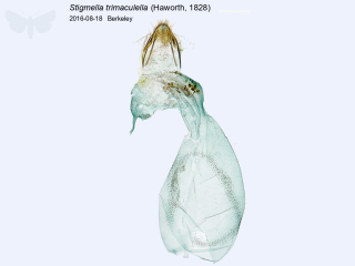 Stigmella trimaculella